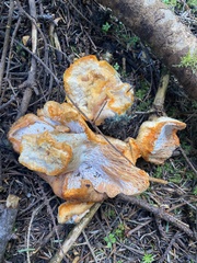 Hypomyces lateritius