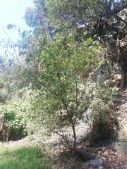 Magnoliopsida