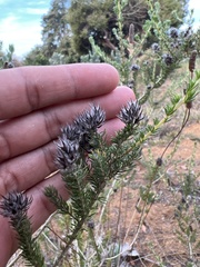 Aspalathus cephalotes