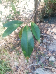 Magnoliopsida