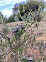 Aspalathus cephalotes
