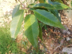 Magnoliopsida