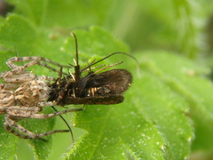 Cauchas rufimitrella