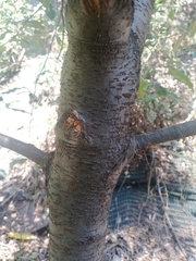 Magnoliopsida