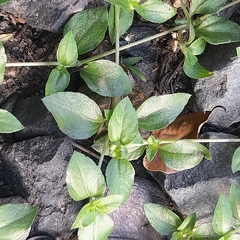 Synedrellopsis grisebachii