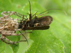 Cauchas rufimitrella