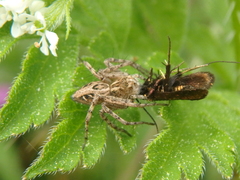 Cauchas rufimitrella