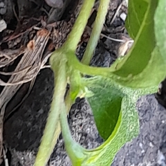 Synedrellopsis grisebachii