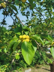 Maclura tricuspidata