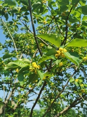 Maclura tricuspidata