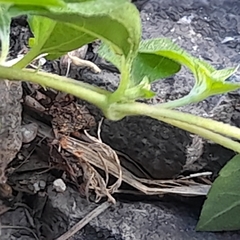 Synedrellopsis grisebachii