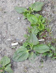 Plantago major