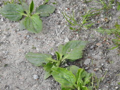Plantago major