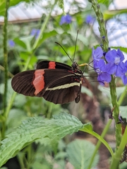 Heliconius