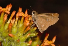 Torbenlarsenia gemella