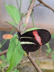 Heliconius