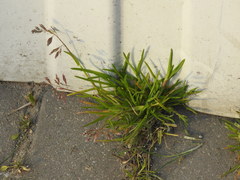 Poa annua