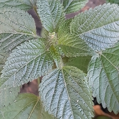 Acalypha poiretii
