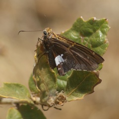 Epargyreus socus