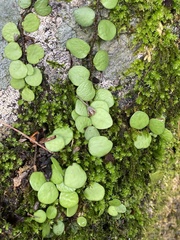 Lemmaphyllum microphyllum