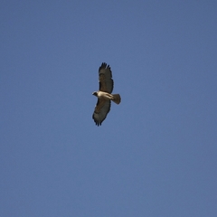 Buteo jamaicensis