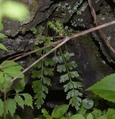 Asplenium praemorsum