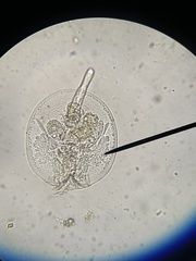 Testudinella