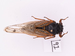 Magicicada septendecula