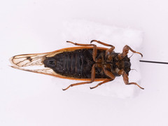 Magicicada septendecula
