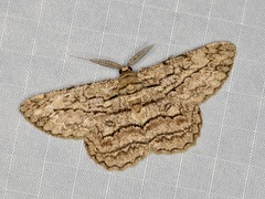Comostola meritaria