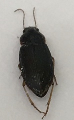 Selenophorus