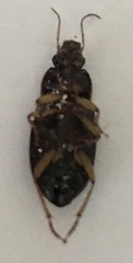 Selenophorus