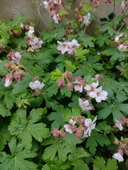 Geranium