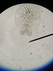 Testudinella