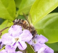 Apis mellifera