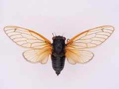 Magicicada septendecula