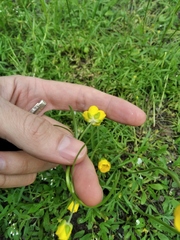 Ranunculus pedatus
