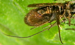 Cauchas rufimitrella