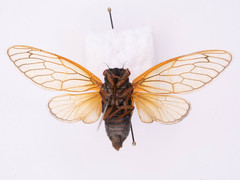 Magicicada septendecula