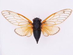 Magicicada septendecula