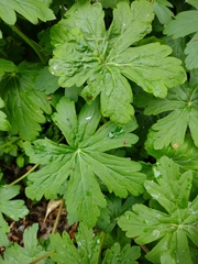 Geranium