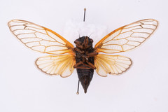 Magicicada septendecula