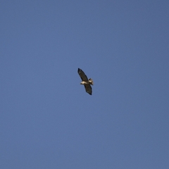 Buteo jamaicensis