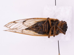 Magicicada septendecim