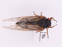 Magicicada septendecim