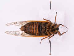 Magicicada septendecim