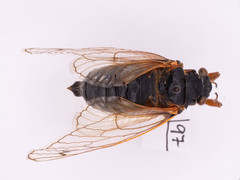 Magicicada septendecim