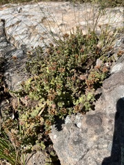 Crassula obovata