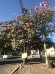 Handroanthus impetiginosus