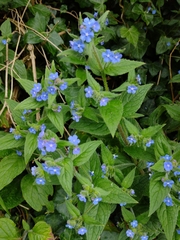 Pentaglottis sempervirens